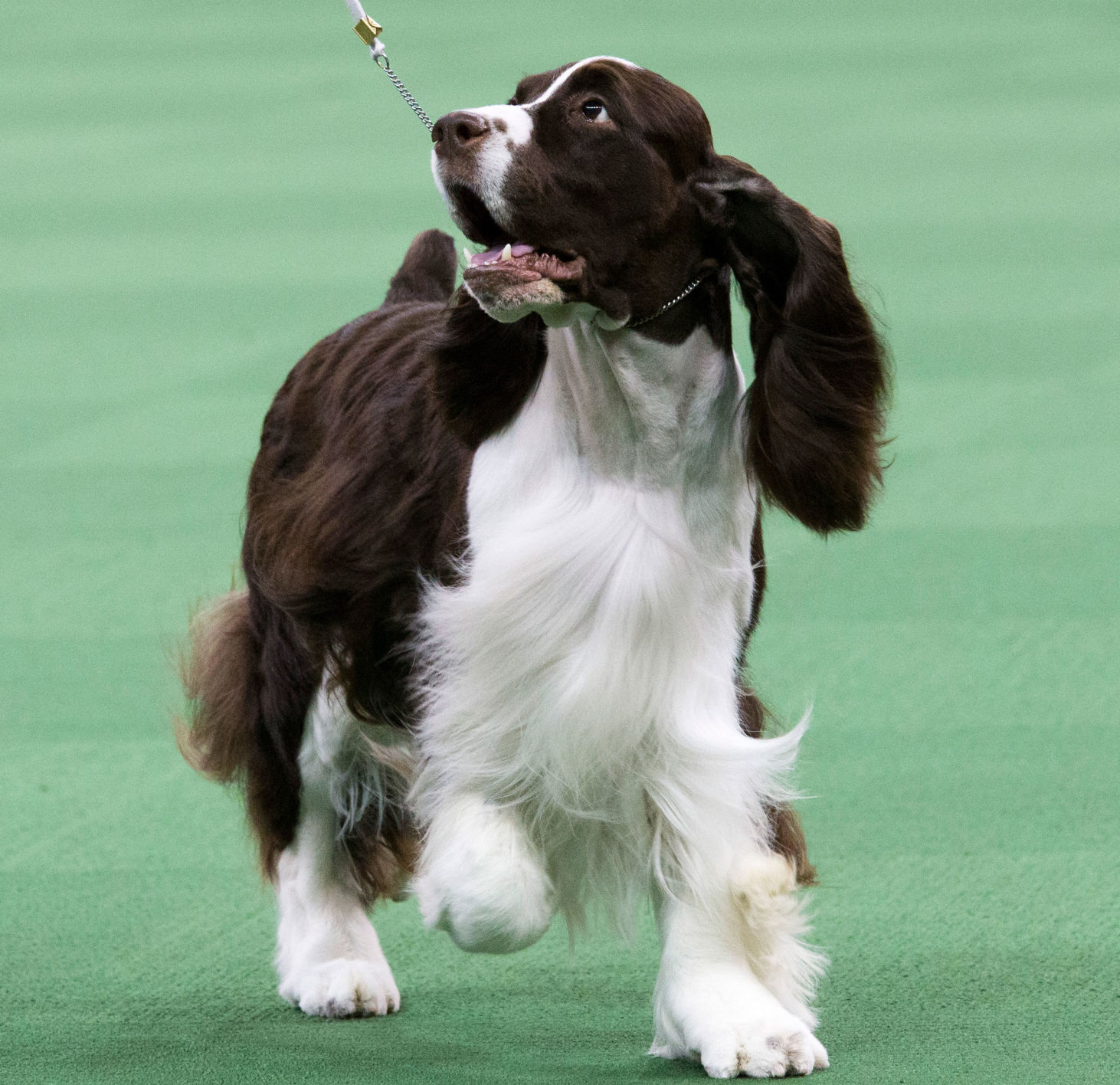 English springer spaniel